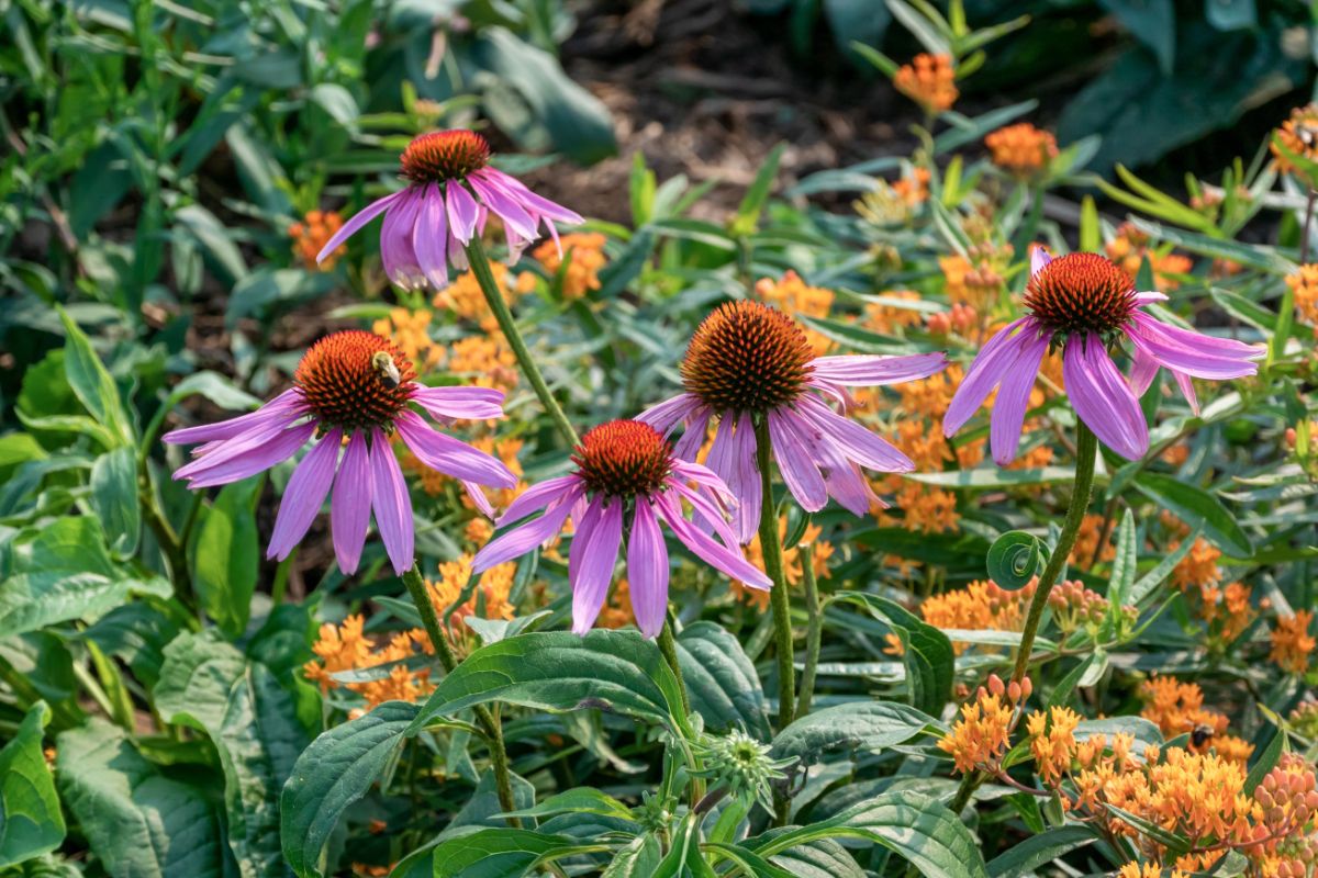 Coneflower in a native garden