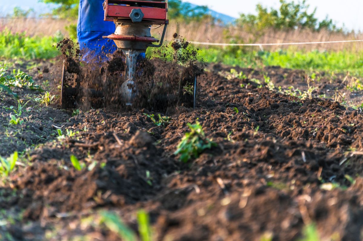 A gardener using a rototiller to till for wireworms