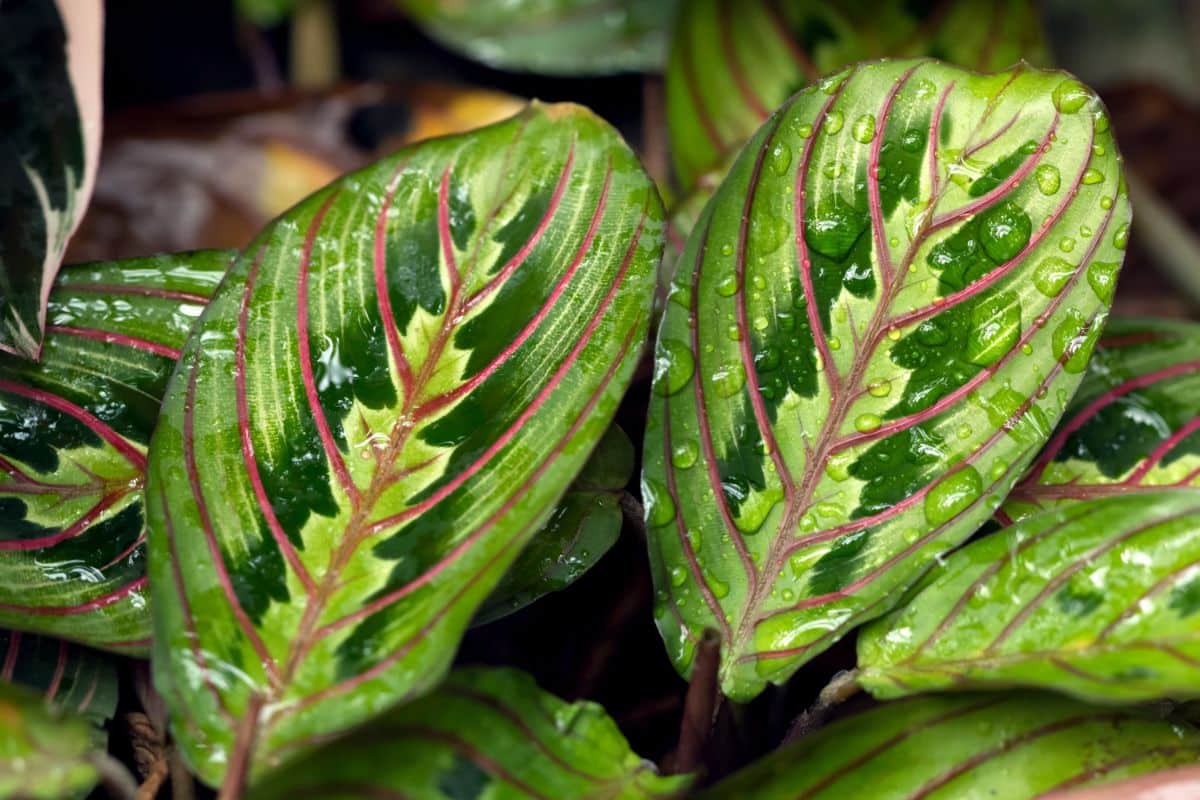 Water droplets sit on prayer plant leaves