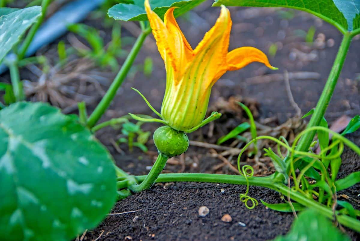 Baby pumpkins growing on the vine