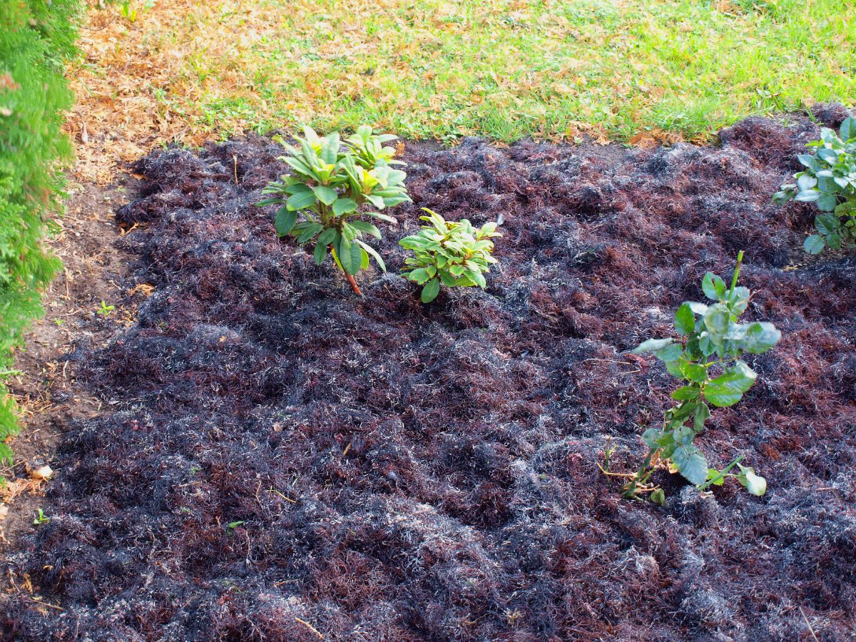 Seaweed is applied as a seed free garden mulch