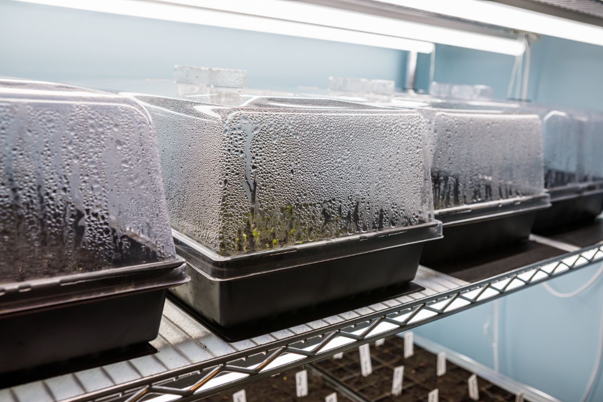 Domed seedlings trays under grow lights.