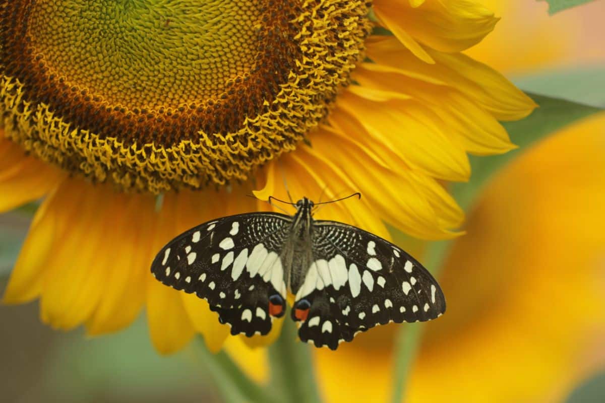 A black and white butterfly on a sunflower