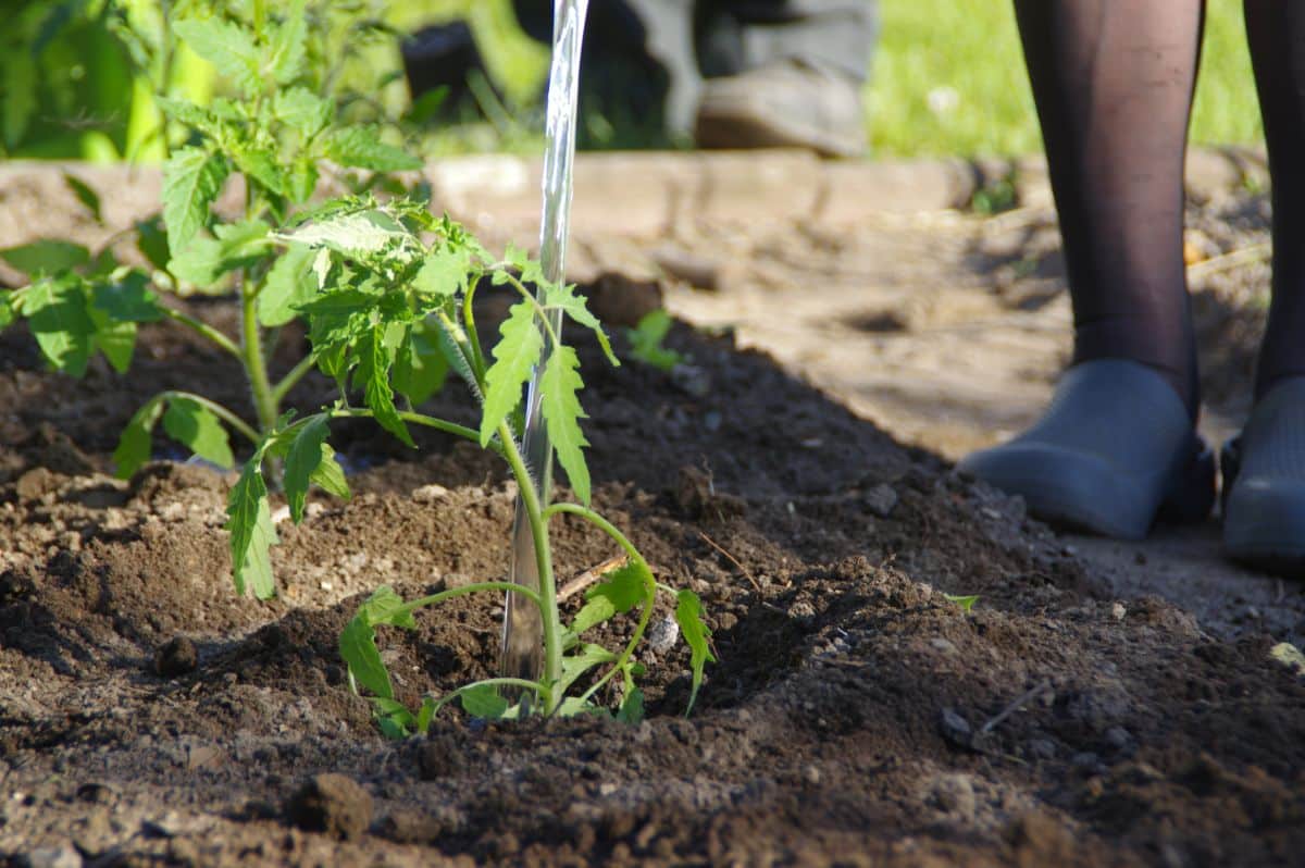 Healthy tomato seedlings planted into the new spring garden.