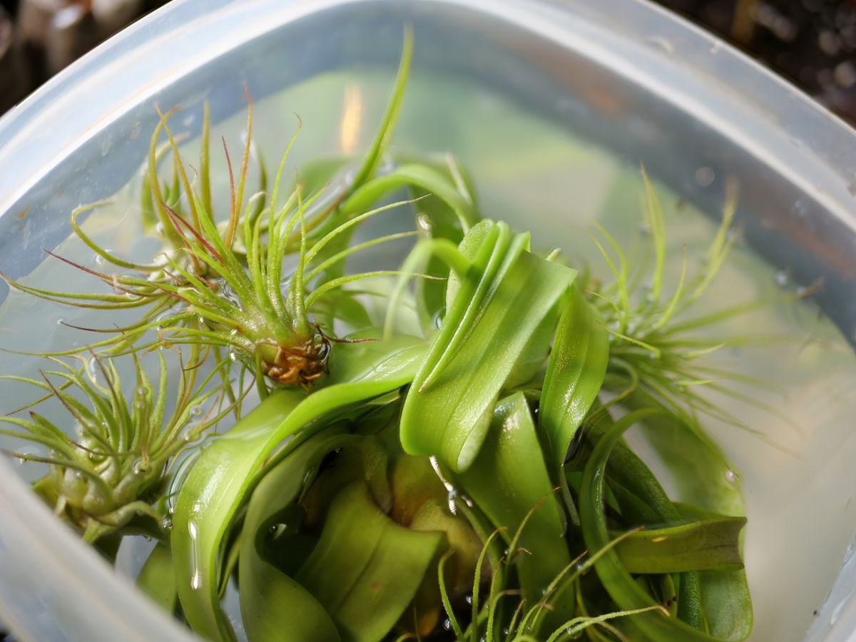 Air plants being soaked to water them