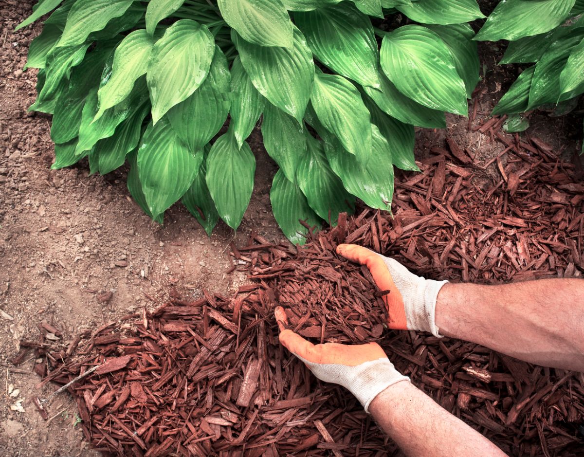 A gardener applies mulch around hosta plants