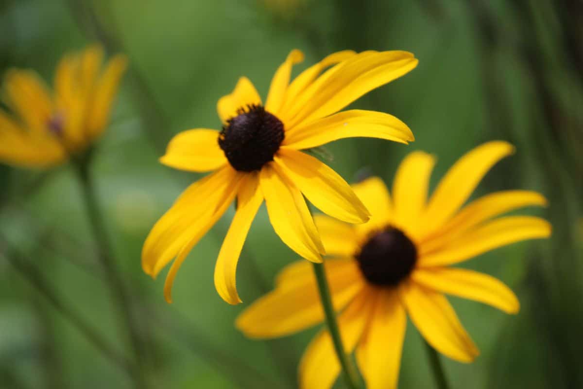 Yellow and brown Black eyed Susan flowers