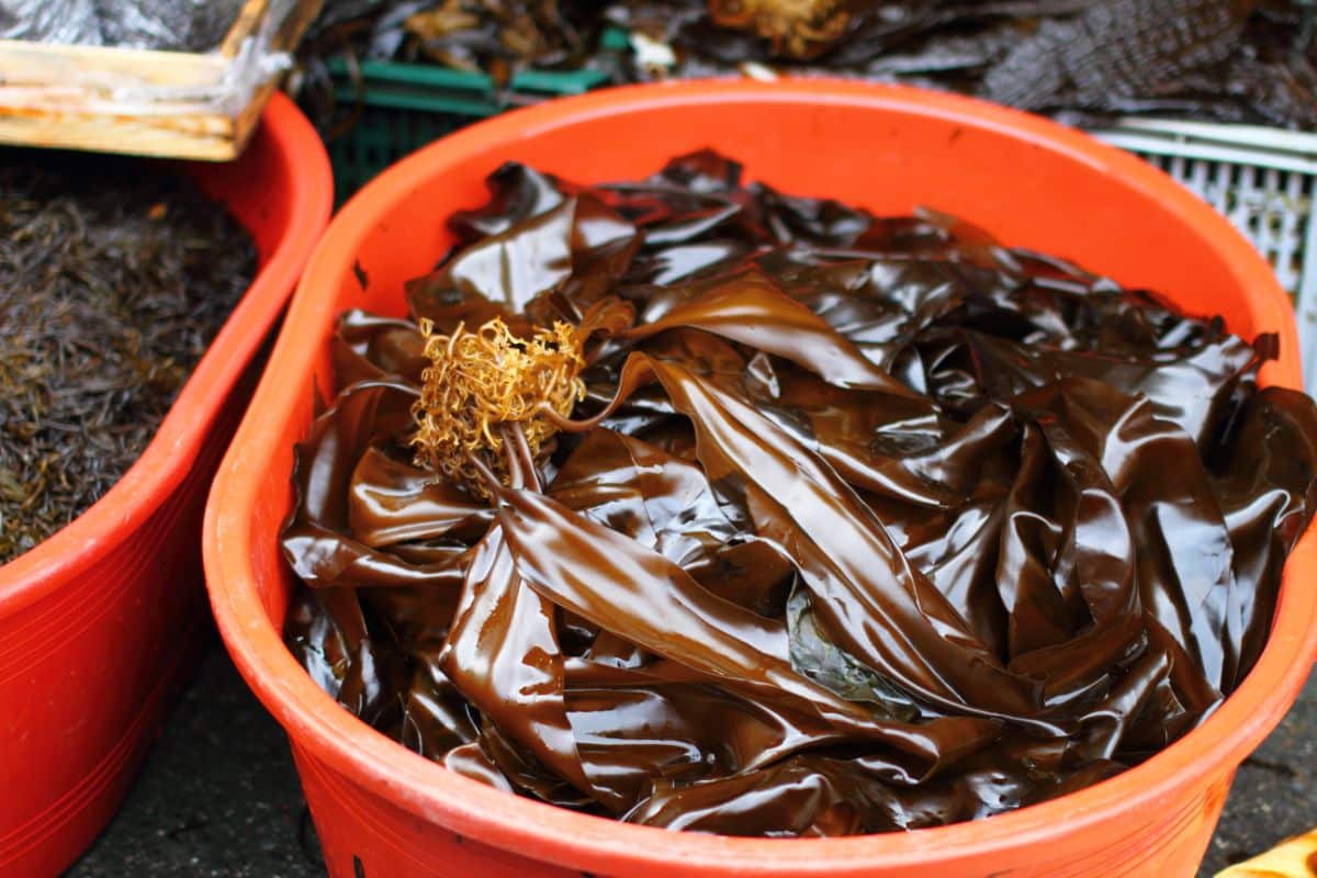Seaweed is steeped in a bucket to make seaweed tea