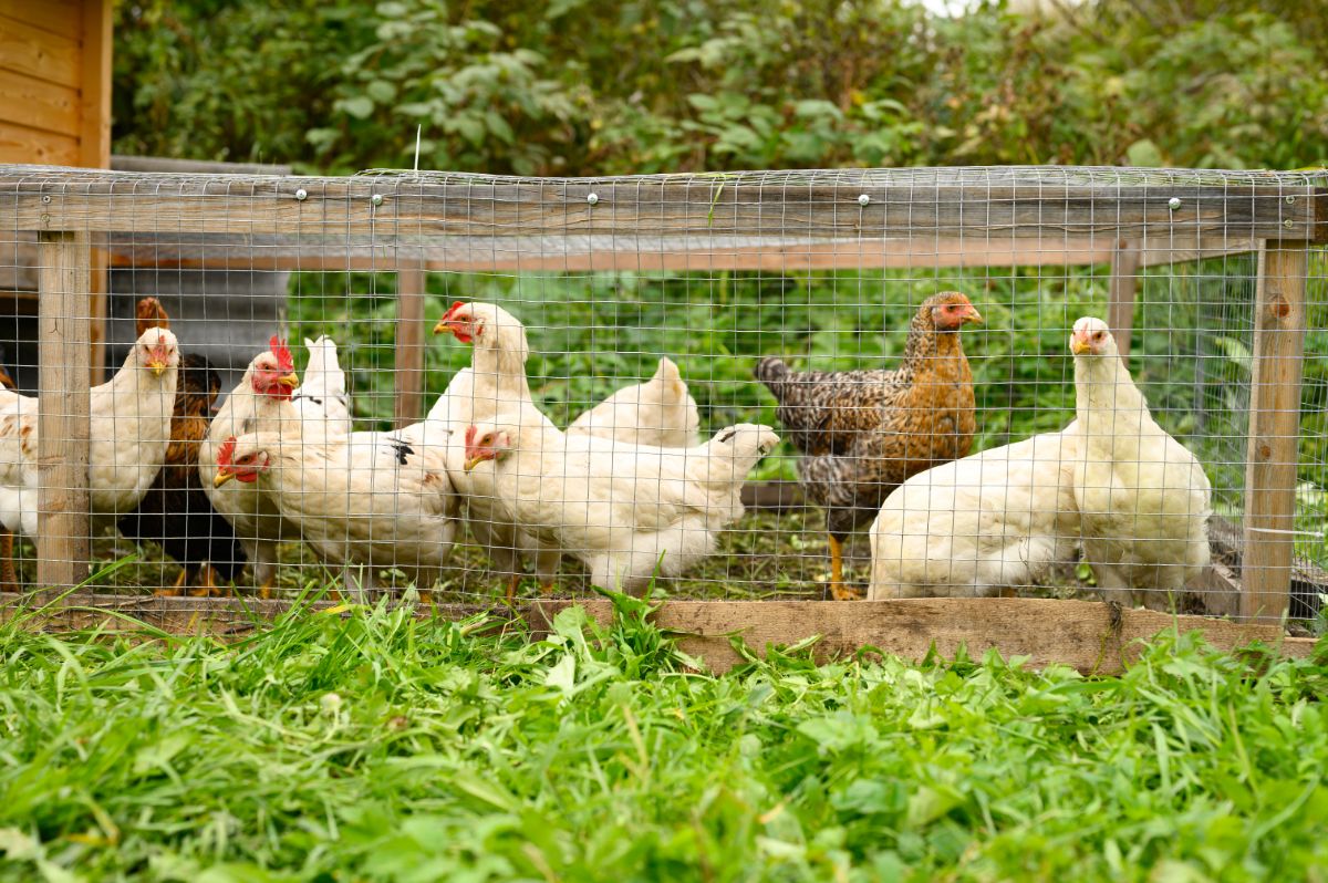 Chickens in a wire tunnel on a homemade chicken tractor