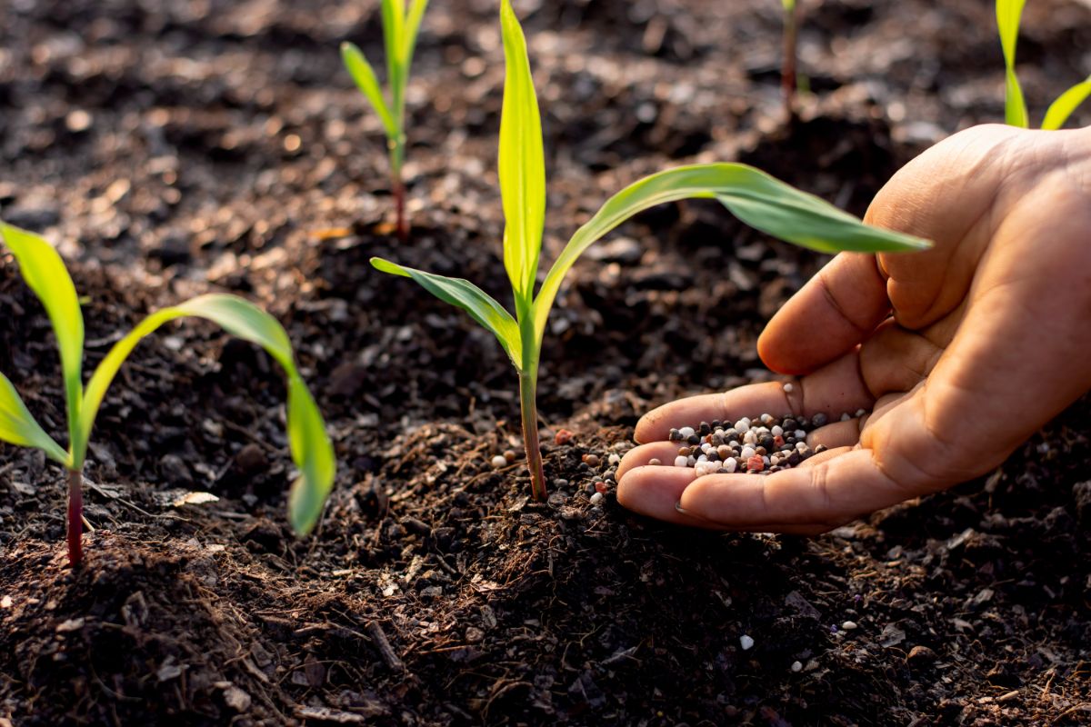 A gardener top dresses corn with fertilizer