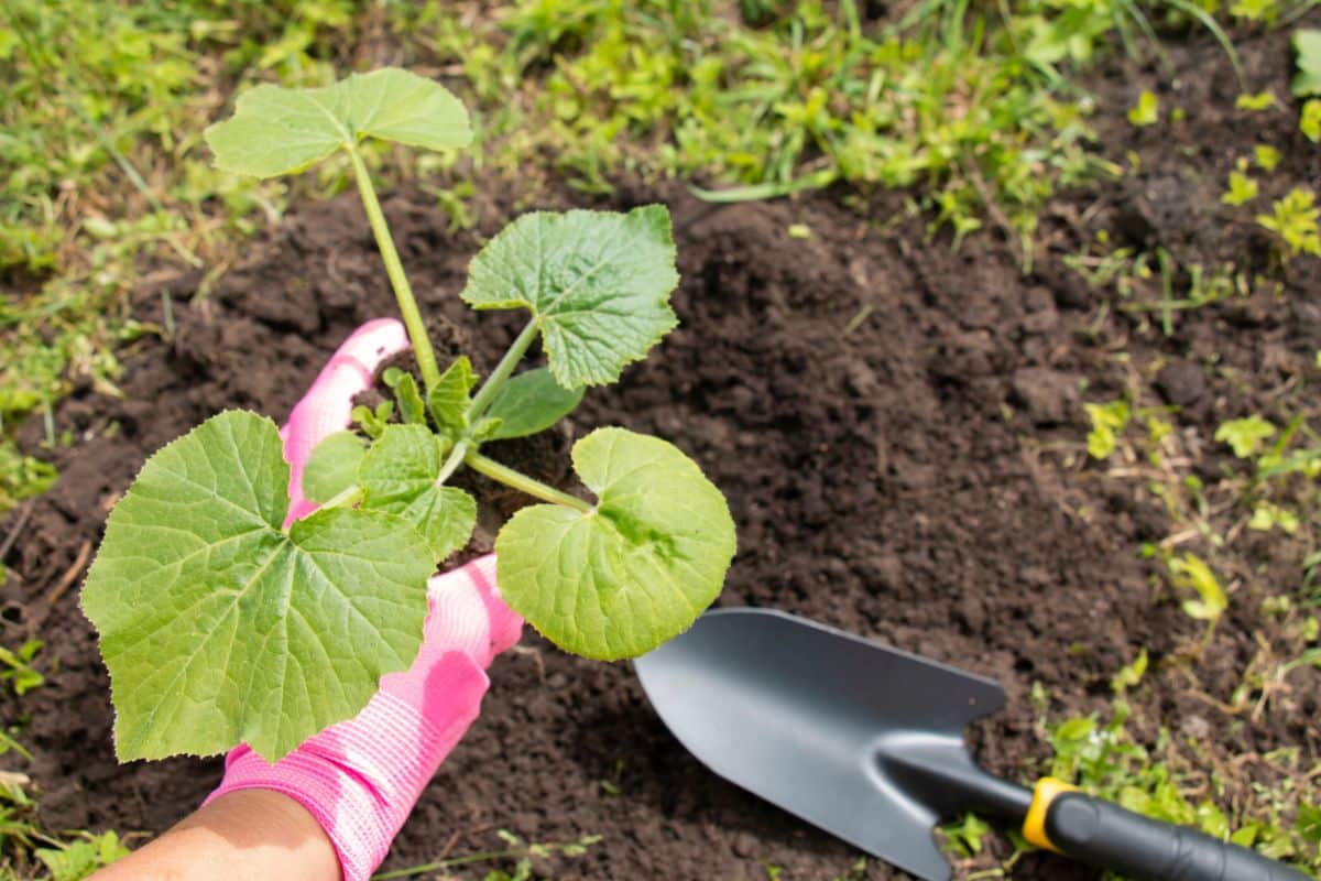 A large, healthy squash transplant being planted in the garden.