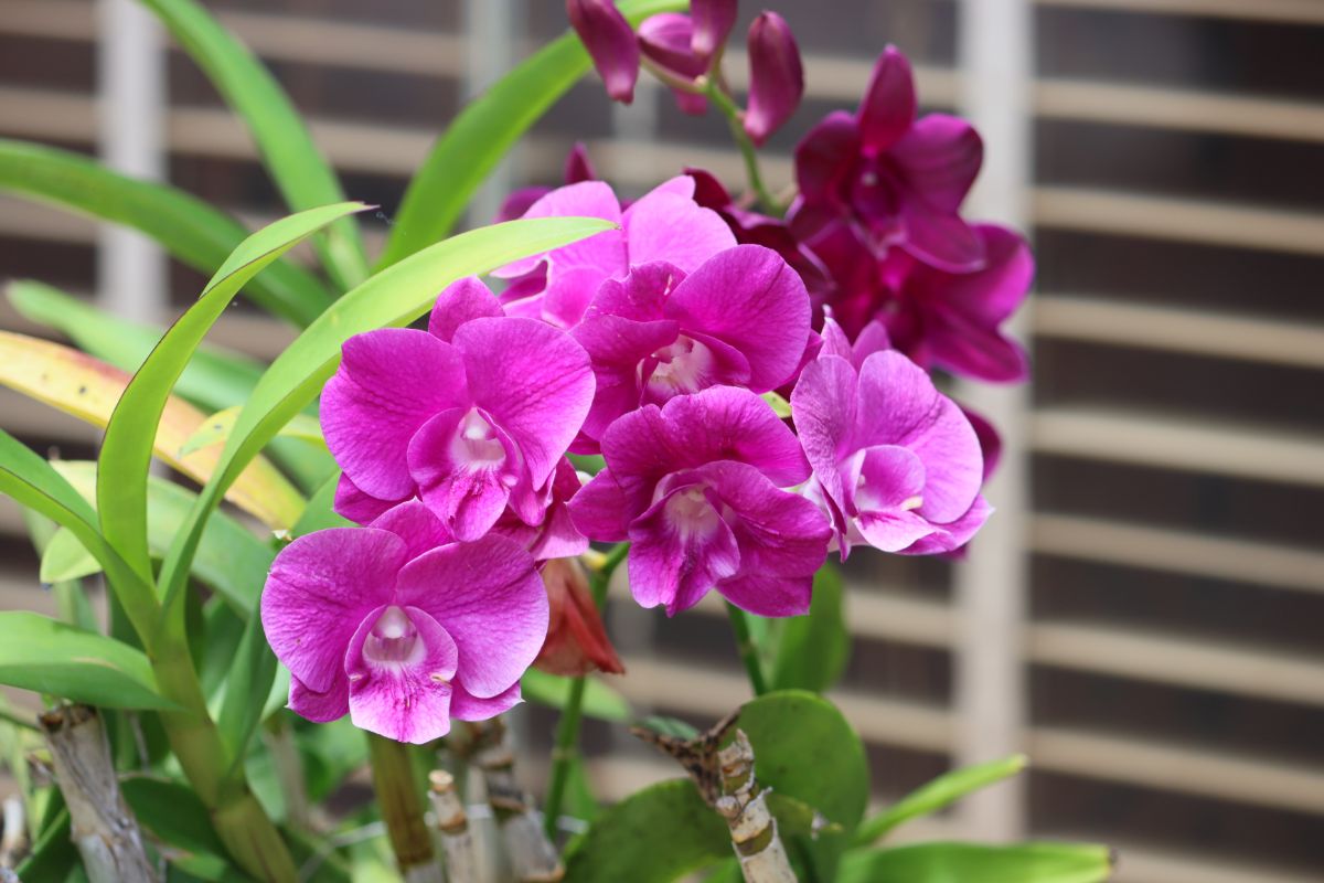 Dendrobium orchid plants