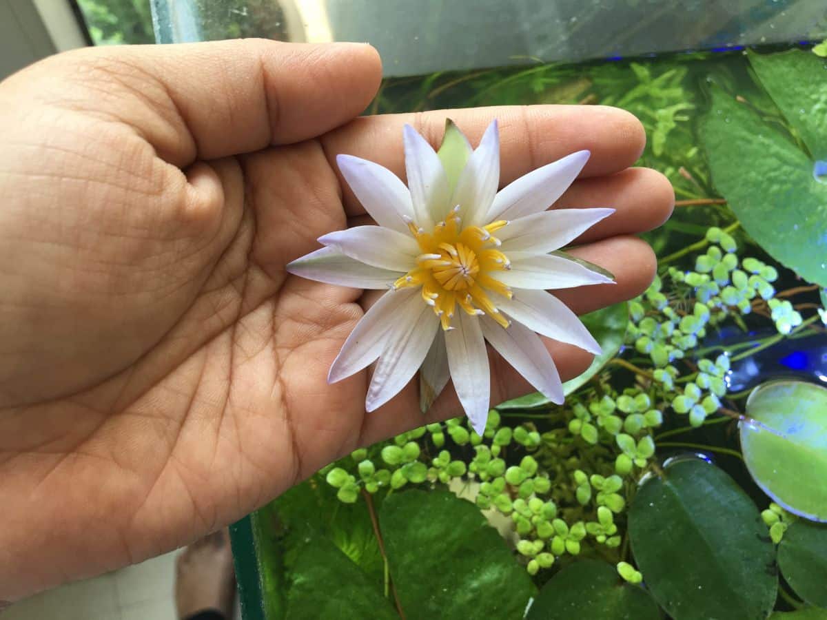 A person holds a dwarf aquarium lily bloom