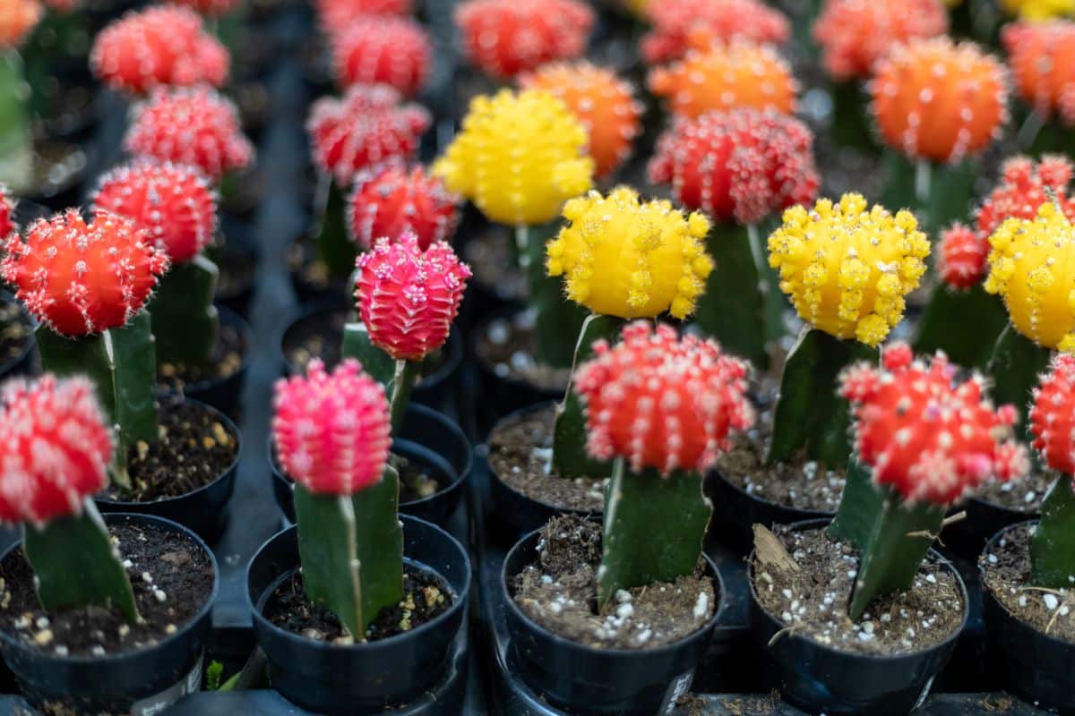 Yellow, pink, orange, and red moon cactus plants