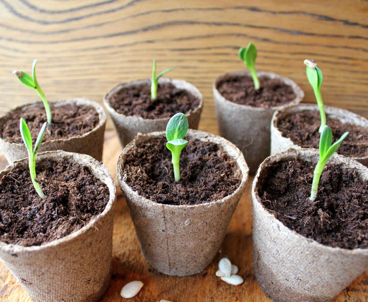 Squash plants planted in peat pots that can be planted directly in the ground.