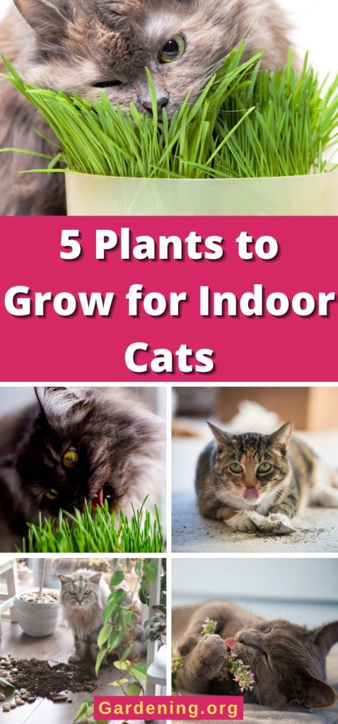 5 Plants to Grow for Indoor Cats pinterest image.