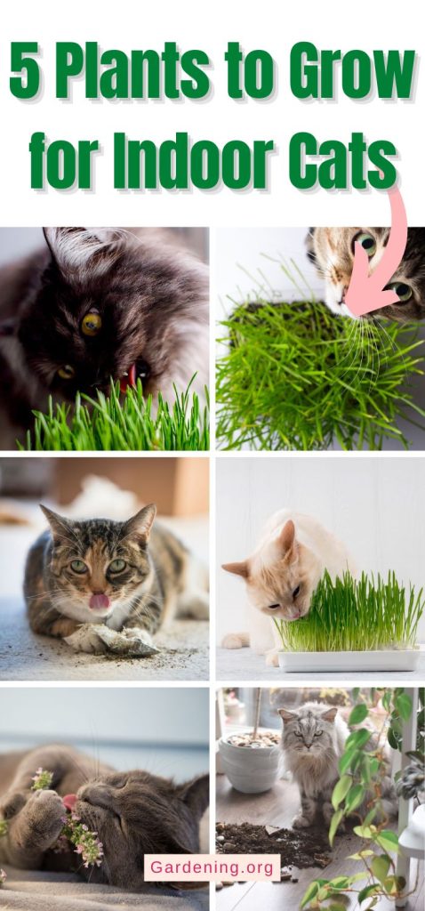 5 Plants to Grow for Indoor Cats pinterest image.