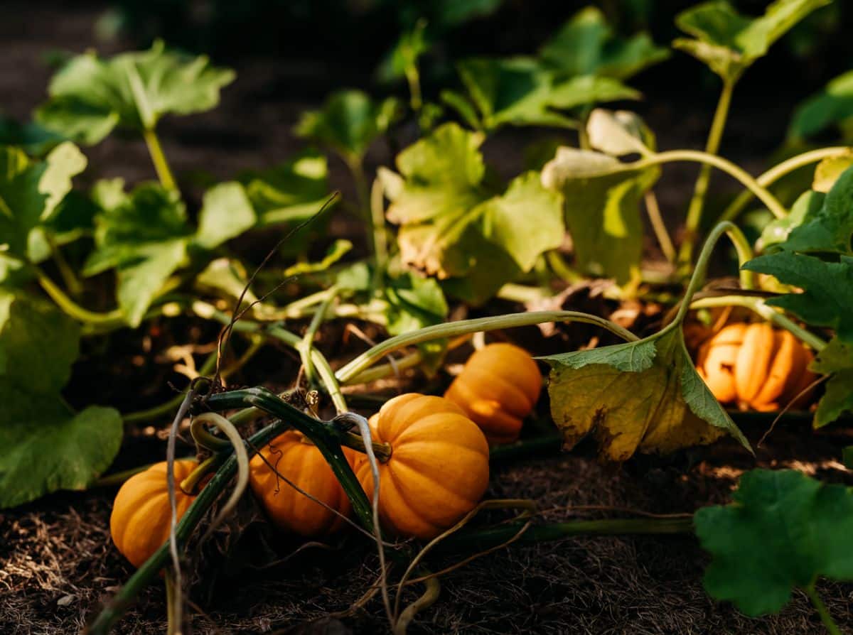 Small miniature pumpkins growing on a vine