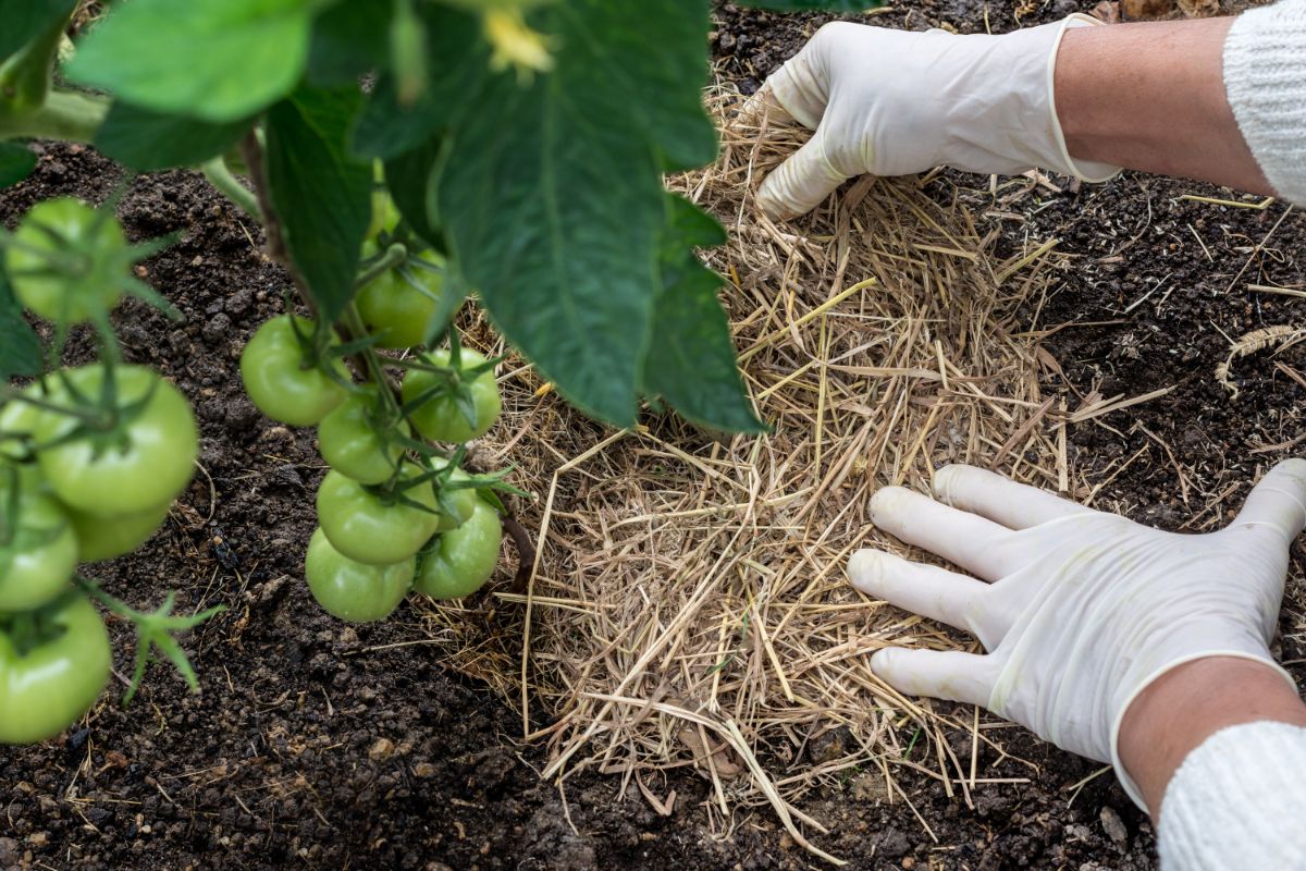 A gardener lays mulch around tomato plants