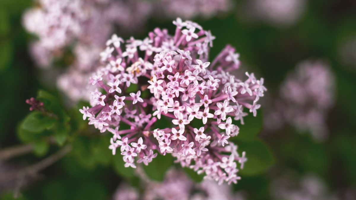 Lilac-flowered valerian plant for cats