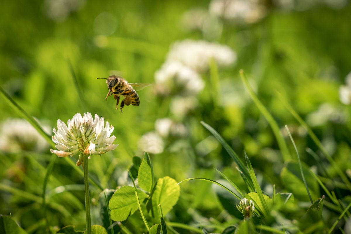 A honeybees alights on a clover flower