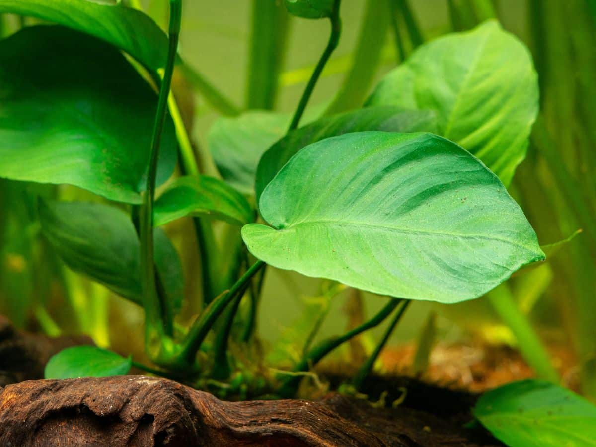 Anubias plant in a fish tank