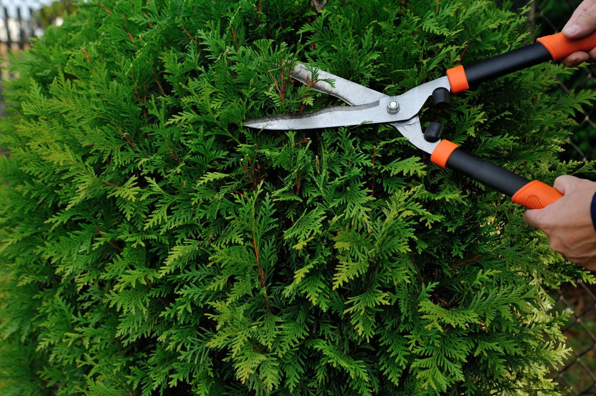 A homeowner pruning a bush that is shading a lawn