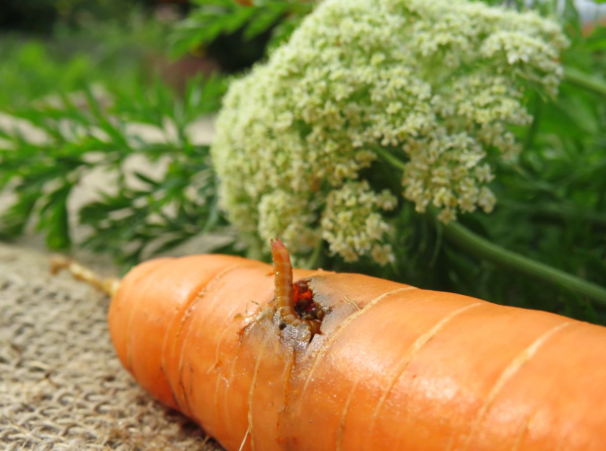 A wireworm sticking out of a carrot