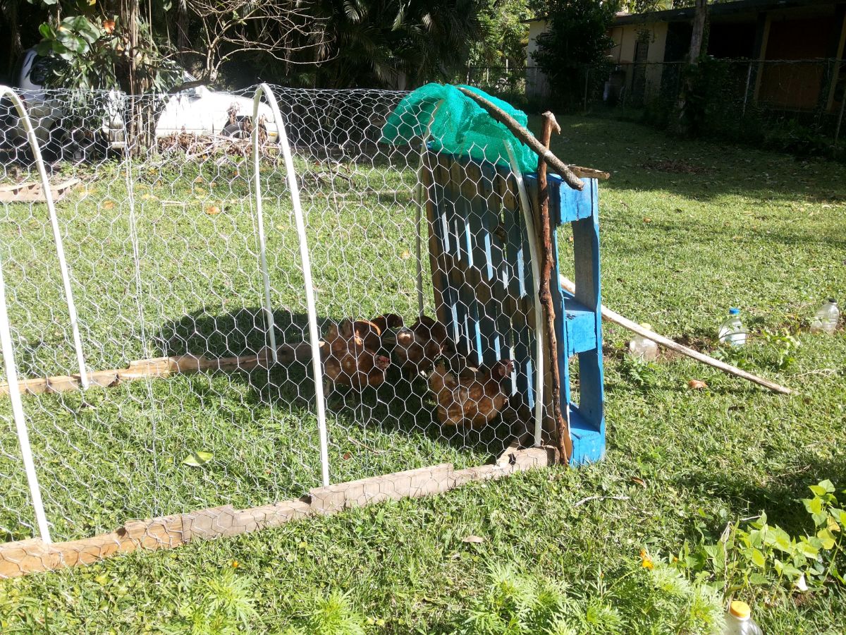 A hoop-style chicken tractor