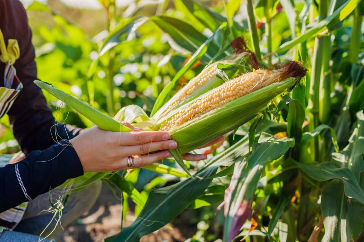 A gardener peels back corn cobs to check for ripening