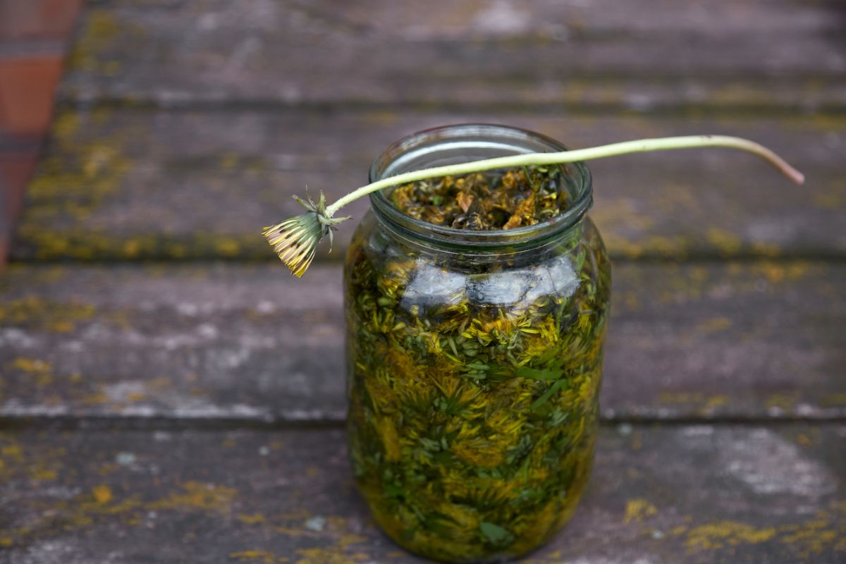 Dandelions infusing vinegar