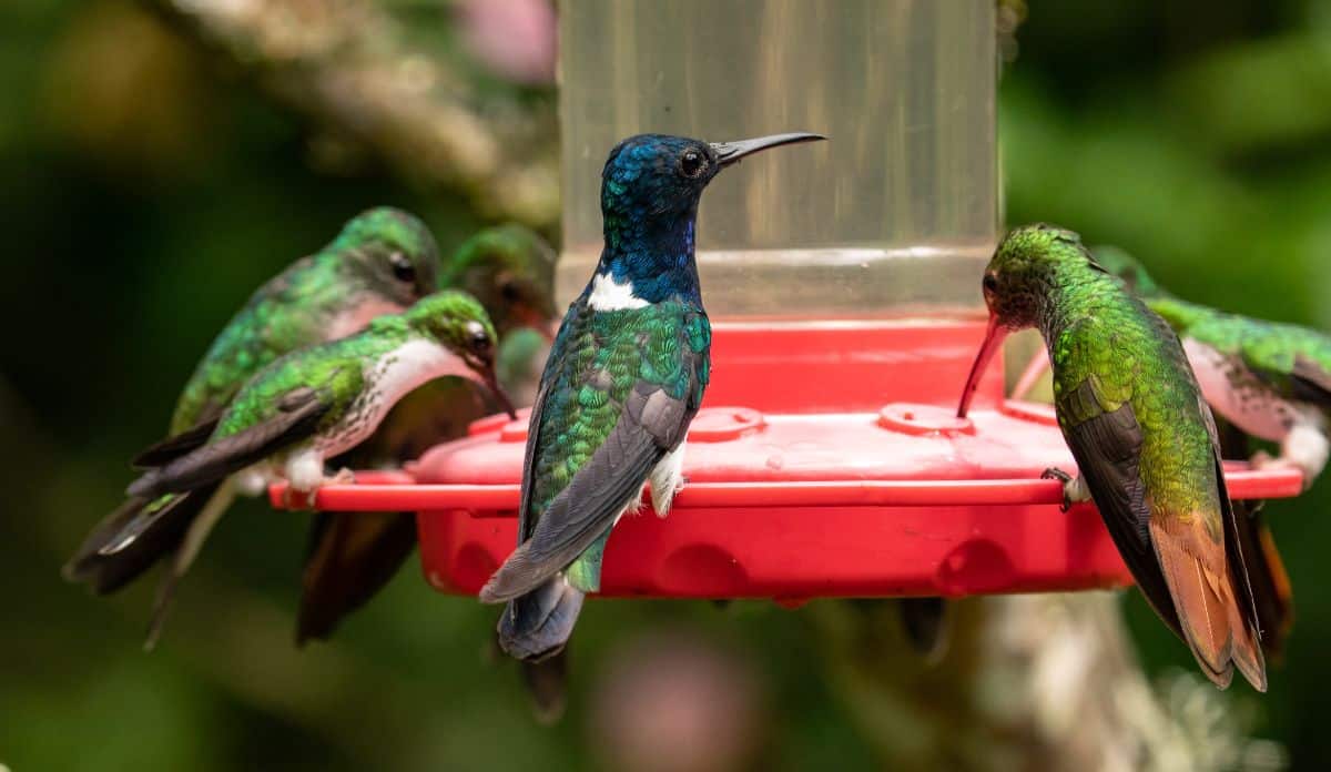 Hummingbirds visit a hummingbird feeder