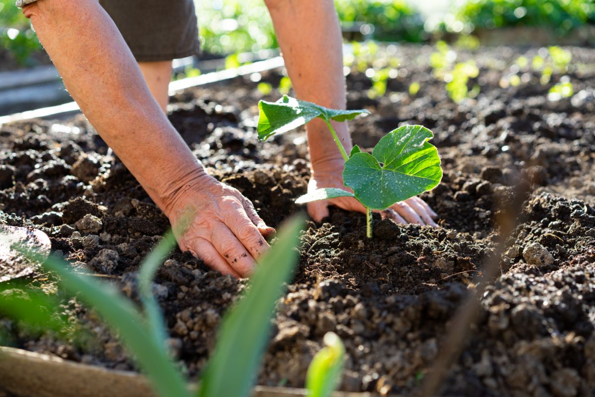 A pumpkin is planted in a home garden bed