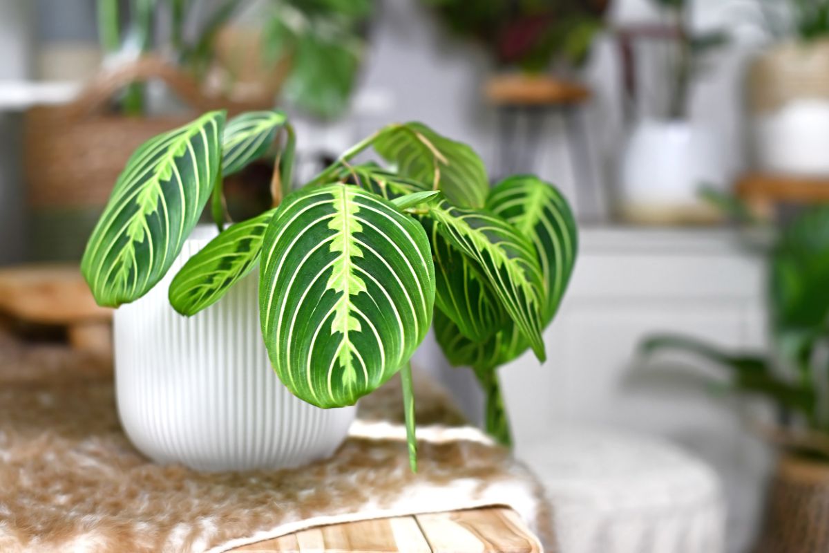 A prayer plant in a pot on a table.