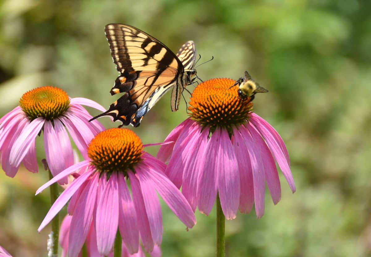 Purple coneflower with a butterfly on it