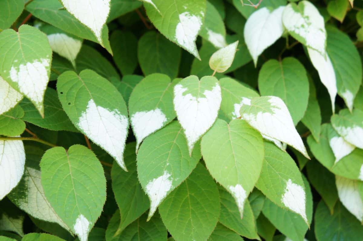 Silvery-tipped leaves on silver vine