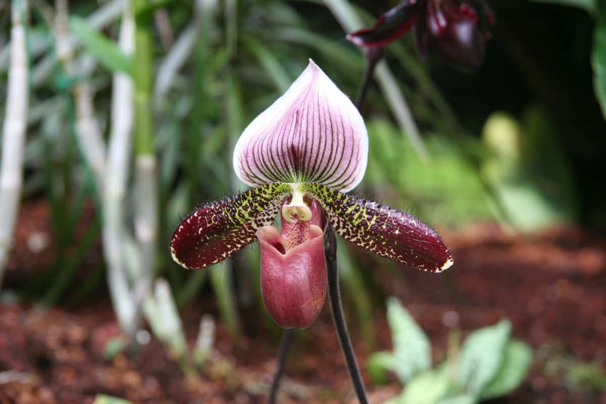Slipper orchid flower with a pouch on the front