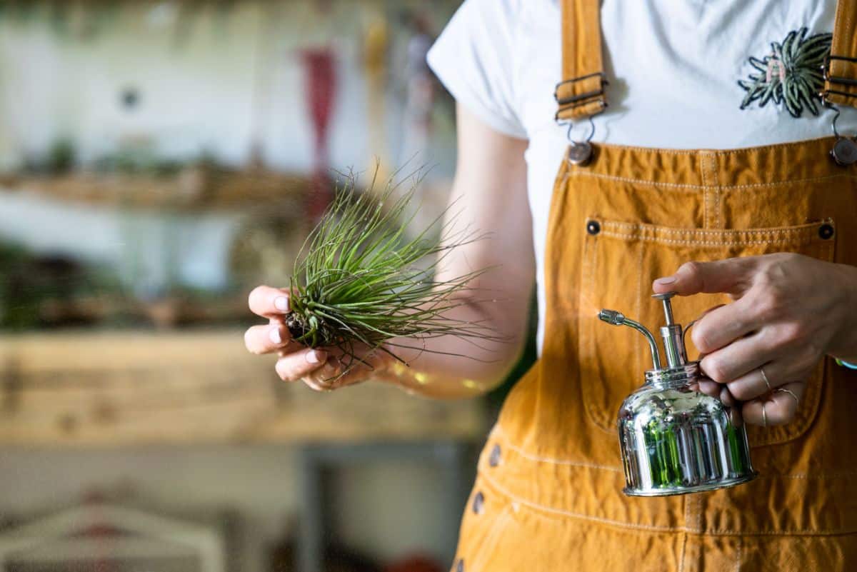 A woman mists her air plant