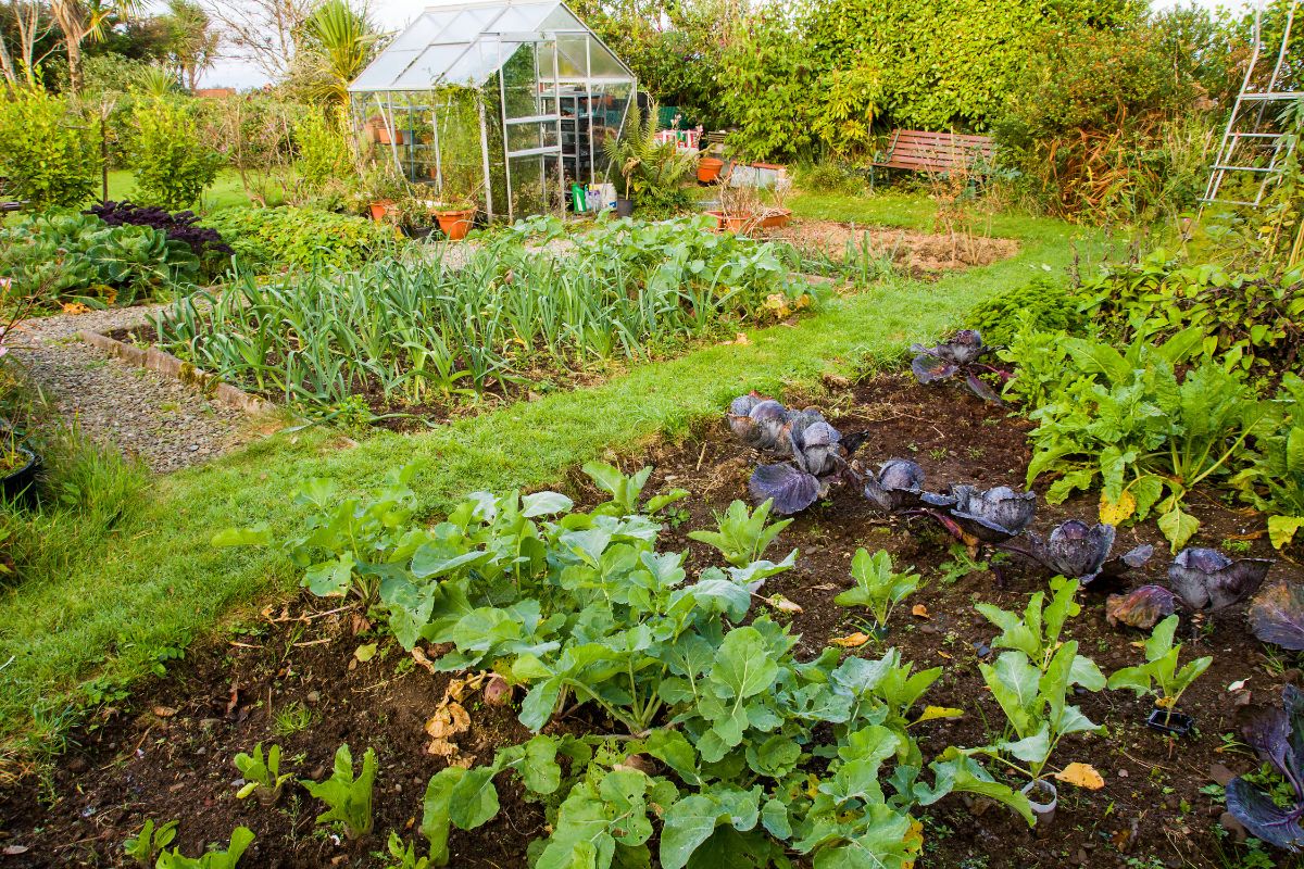 A home garden grown from transplants and direct seeded plants.