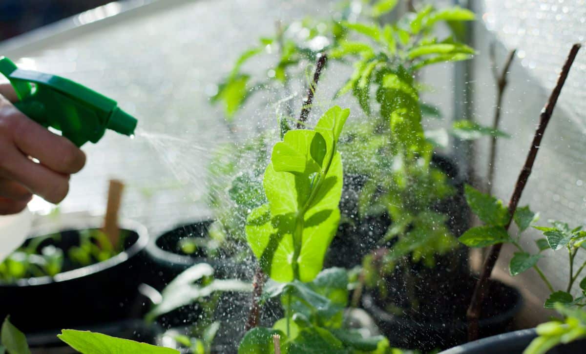 Seaweed tea is sprayed on indoor plants