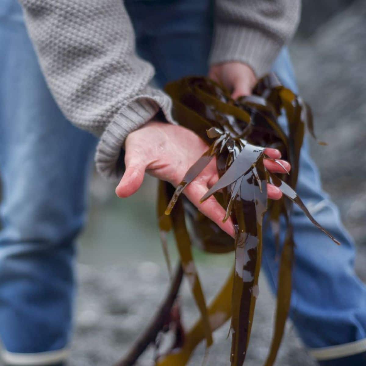 A farmer holding a freshly foraged seaweed.