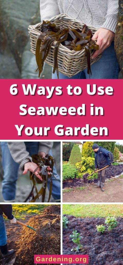 6 Ways to Use Seaweed in Your Garden pinterest image.