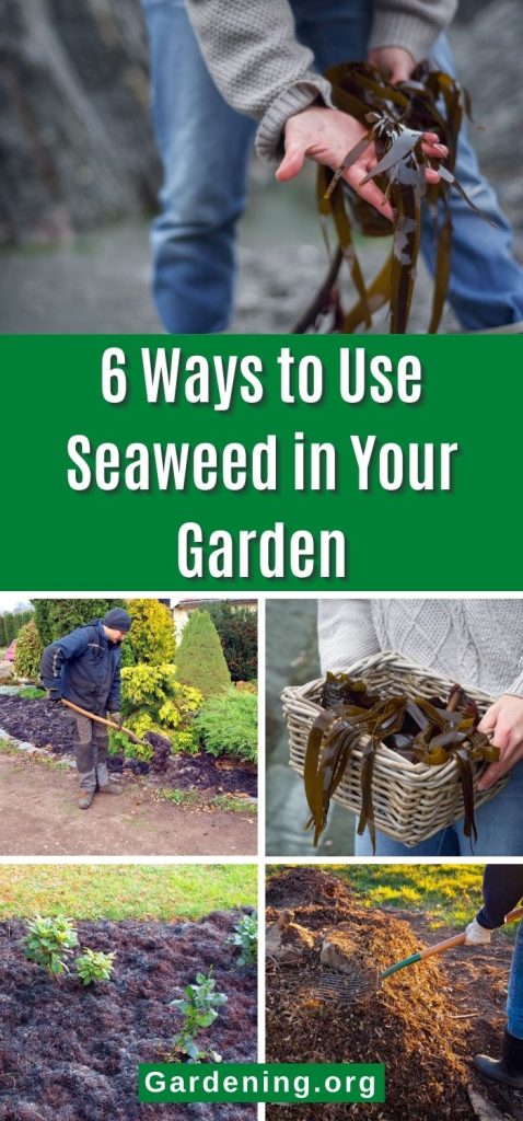 6 Ways to Use Seaweed in Your Garden pinterest image.