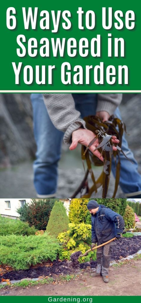 6 Ways to Use Seaweed in Your Garden pinterest image.