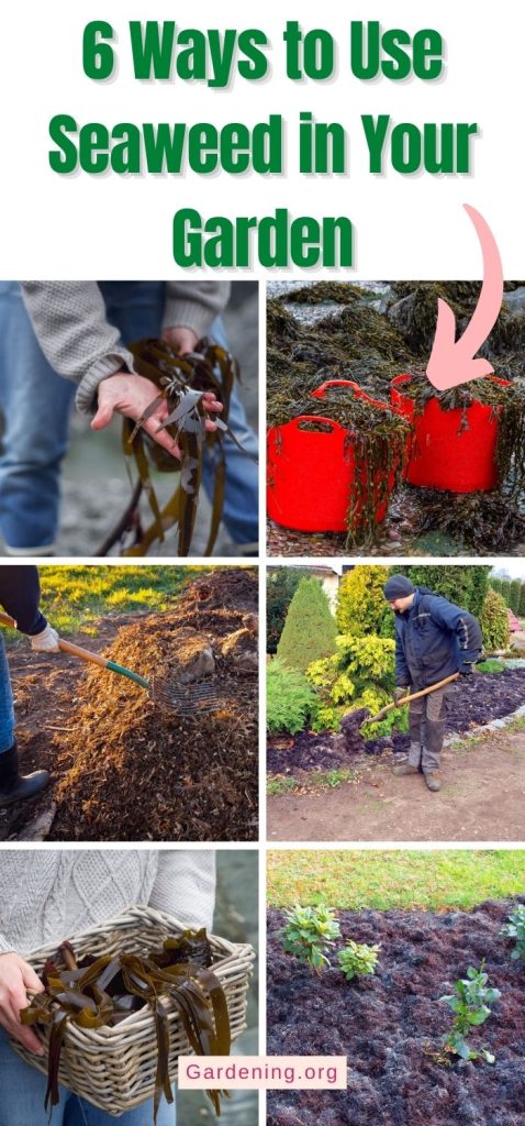 6 Ways to Use Seaweed in Your Garden pinterest image.