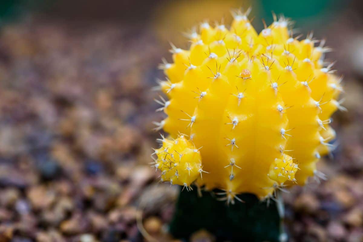 A yellow moon cactus with a baby ball growing from its side