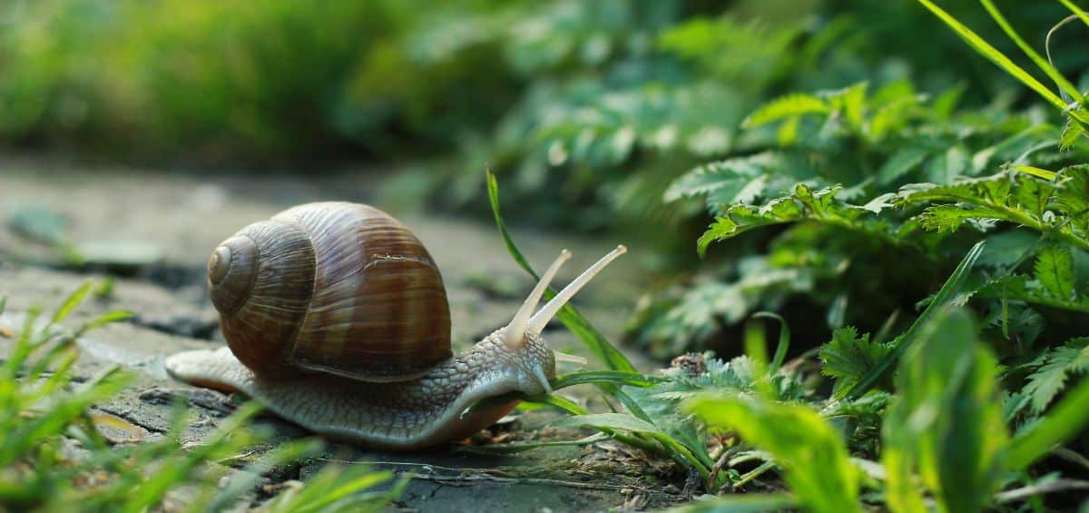 A slug avoids seaweed in a garden