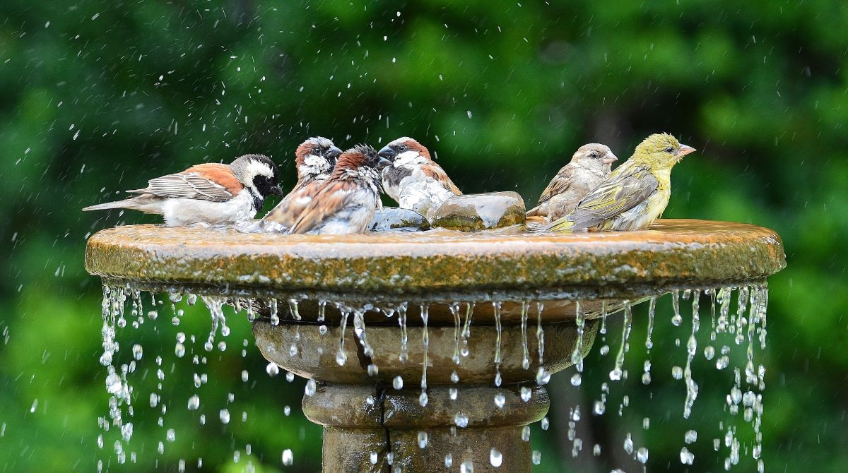 Birds splash in a birdbath