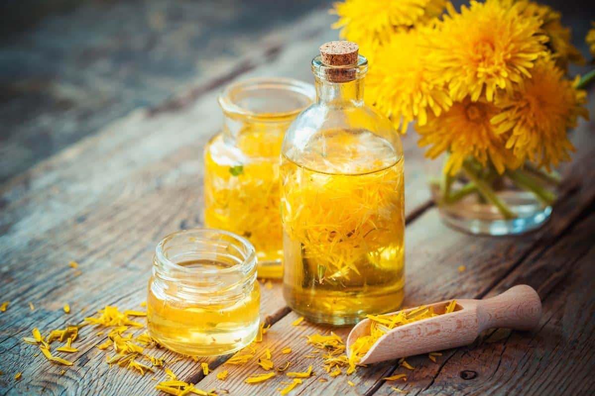 Yellow dandelion infused oil
