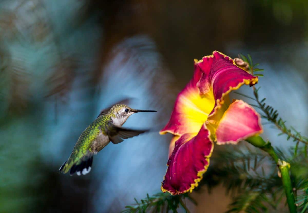 A hummingbird feeds on a daylily flower